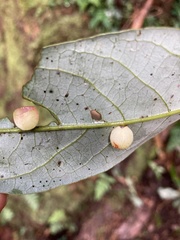 Litsea acuminata