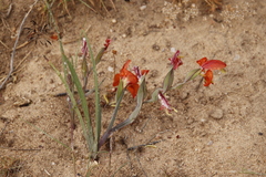 Gladiolus speciosus