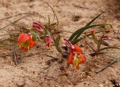 Gladiolus speciosus