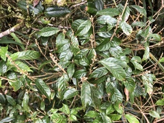Lithocarpus corneus