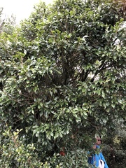 Lithocarpus corneus