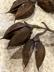 Paulowniaceae