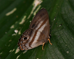 Euselasia melaphaea