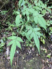 Rubus cardotii