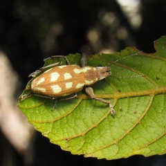 Naupactus bellus