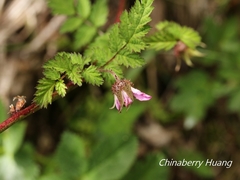 Rubus pungens oldhamii