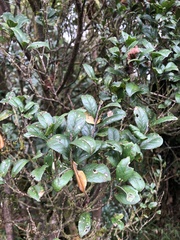 Symplocos macrostroma