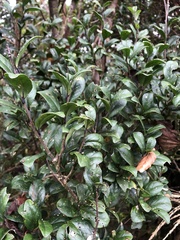 Symplocos macrostroma