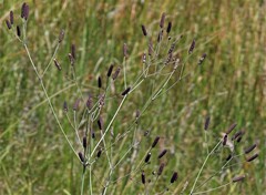 Eryngium ebracteatum