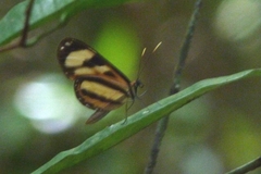 Hypothyris ninonia