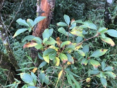 Lindera erythrocarpa
