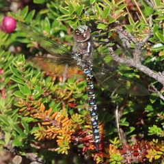 Rhionaeschna variegata