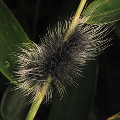 Apistosia judas