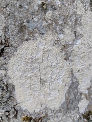 Cliostomum leprosum