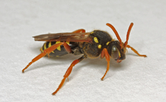 Nomada goodeniana