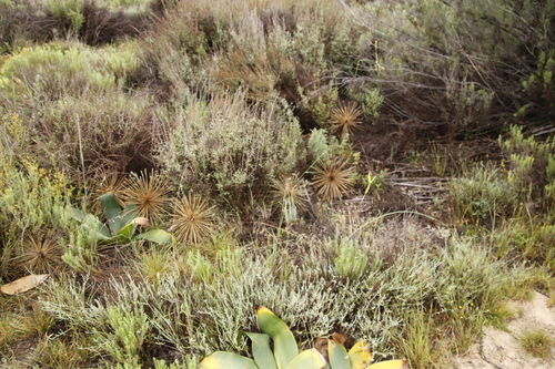 Image of Crossyne flava by (c) Tony Rebelo, some rights reserved (CC BY-SA)