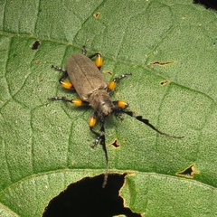 Hemicladus callipus