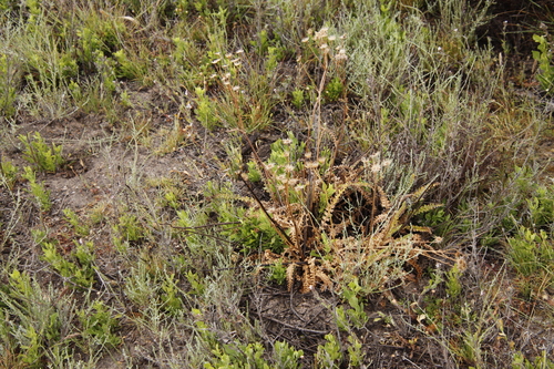 Image of Senecio spiraeifolius by (c) Tony Rebelo, some rights reserved (CC BY-SA)