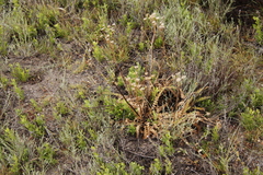 Senecio spiraeifolius