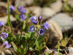 Veronica morrisonicola