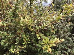 Berberis hayatana