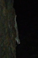 Gekko gecko