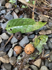 Lithocarpus lepidocarpus