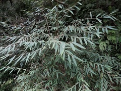 Callicarpa longissima