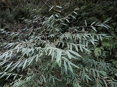Callicarpa longissima