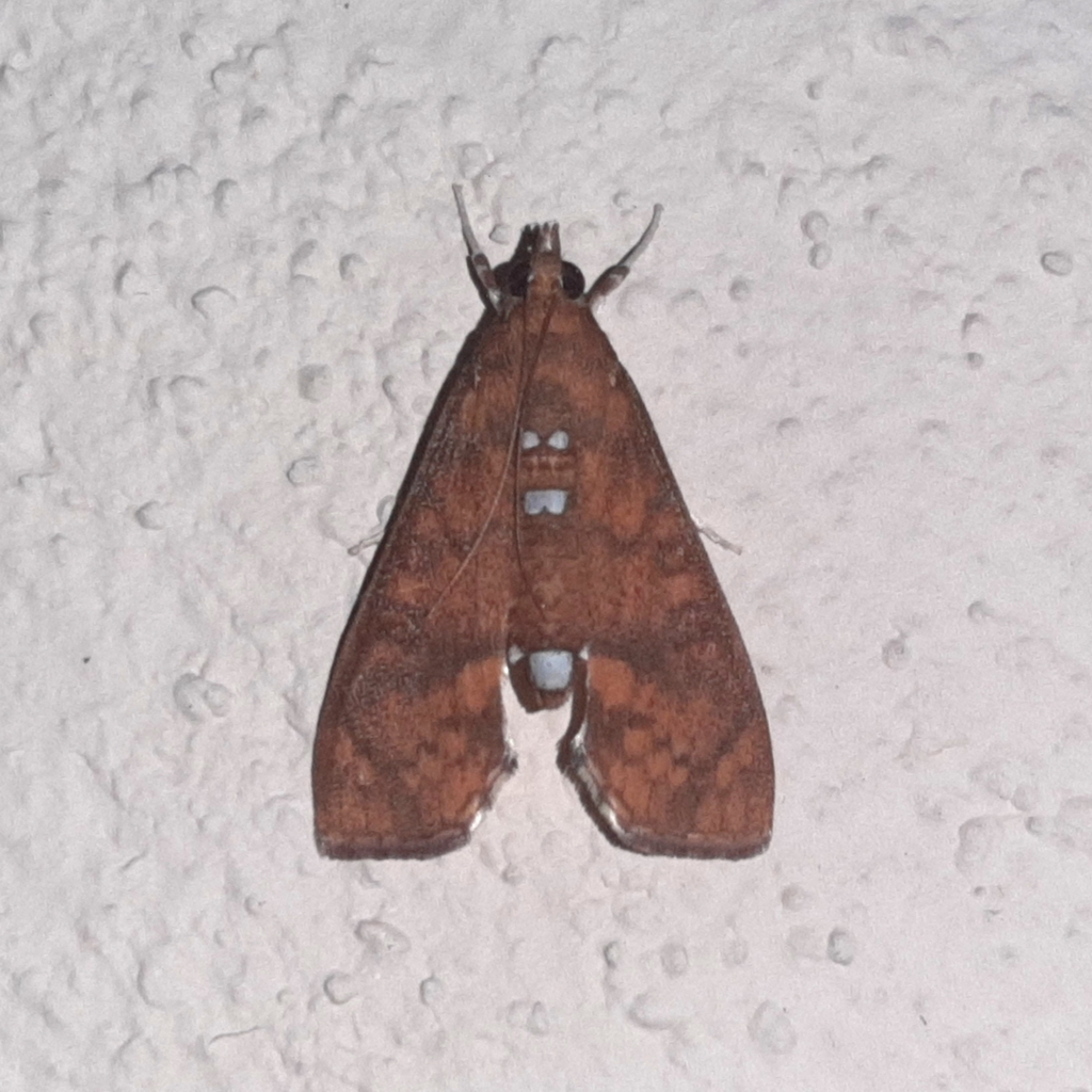 Liopasia ochracealis
