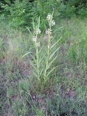Xysmalobium undulatum ensifolium