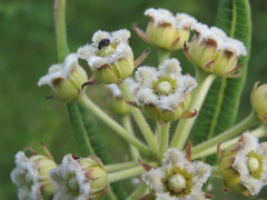 Xysmalobium undulatum ensifolium