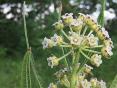 Xysmalobium undulatum ensifolium