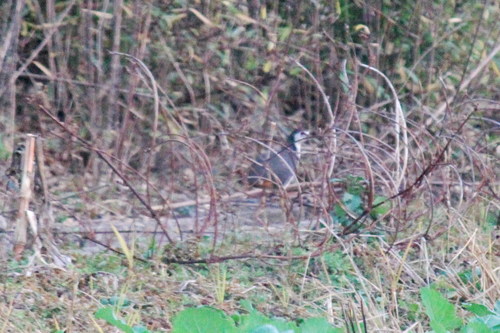 White-breasted Waterhen
