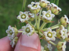Xysmalobium undulatum ensifolium