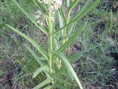 Xysmalobium undulatum ensifolium
