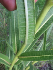 Xysmalobium undulatum ensifolium