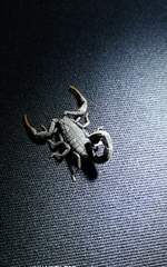 Hottentotta judaicus