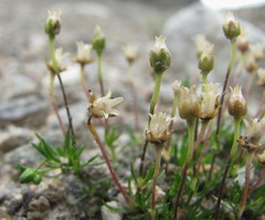 Sagina saginoides