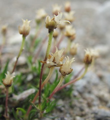 Sagina saginoides