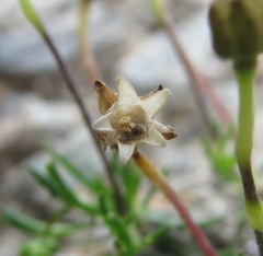Sagina saginoides