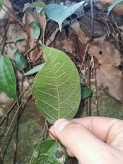 Ficus sarmentosa henryi