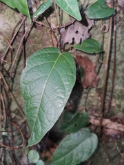 Ficus sarmentosa henryi