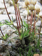 Sagina saginoides