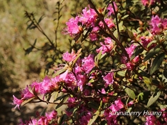 Rhododendron rubropilosum
