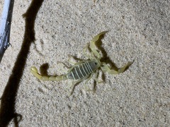 Paruroctonus utahensis