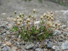 Sagina saginoides