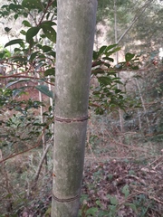 Phyllostachys edulis