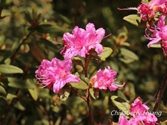 Rhododendron rubropilosum