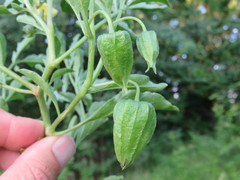Physalis